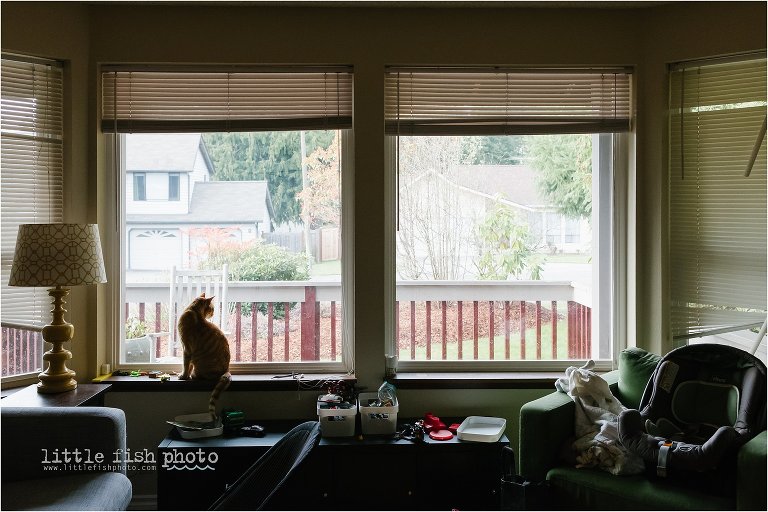 cat waits in window - Documentary Family Photography
