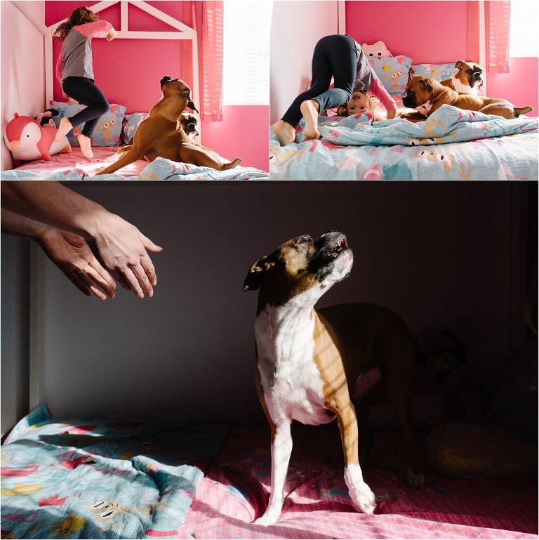 happy 4 year old girl jumps on bed with dogs - big sister in crib with baby brother - Kitsap Newborn Photography