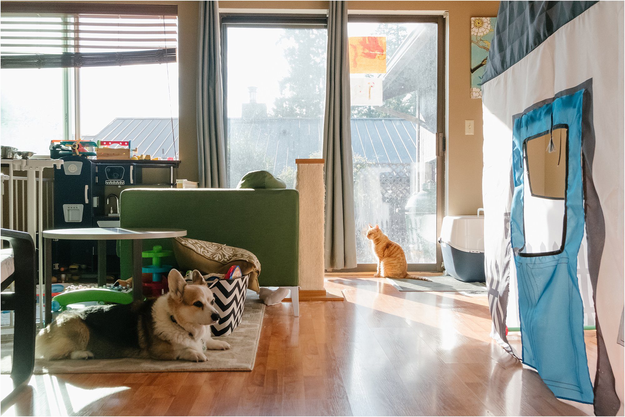 pets enjoying nice weather - poulsbo documentary family photography