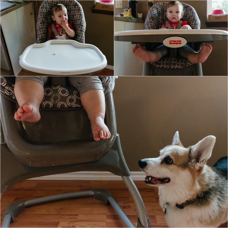 dog waits at baby's high chair