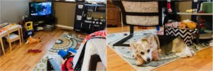 dog sleeping on stuffed animal