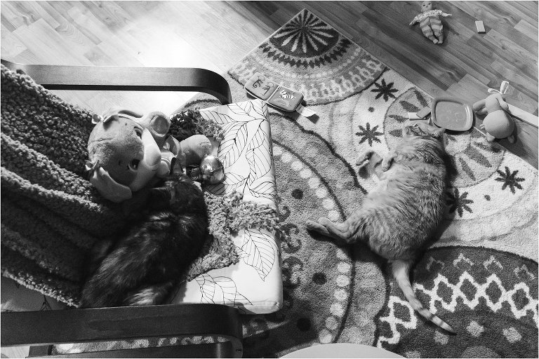 sleepy cats - documentary family photography